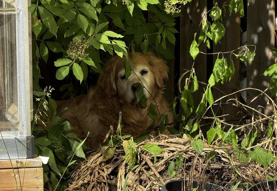 Dogs image for the about page.