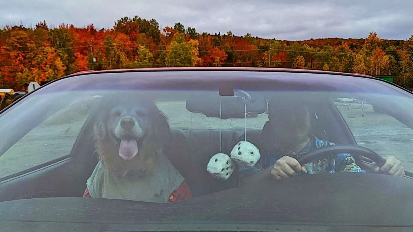 Dog visible through the windshield of a red car in autumn