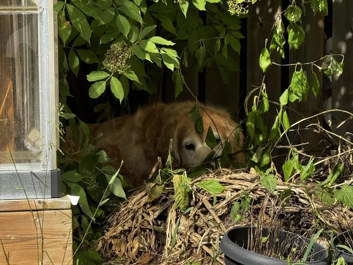 Golden-coloured dog resting beneath garden foliage
