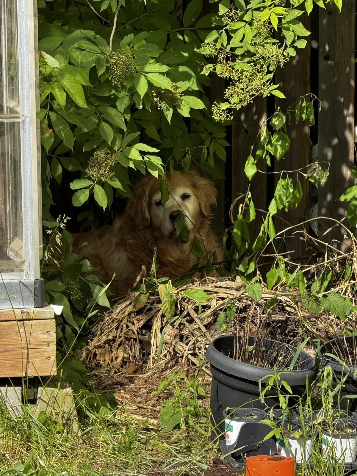 Golden-coloured dog resting beneath garden foliage