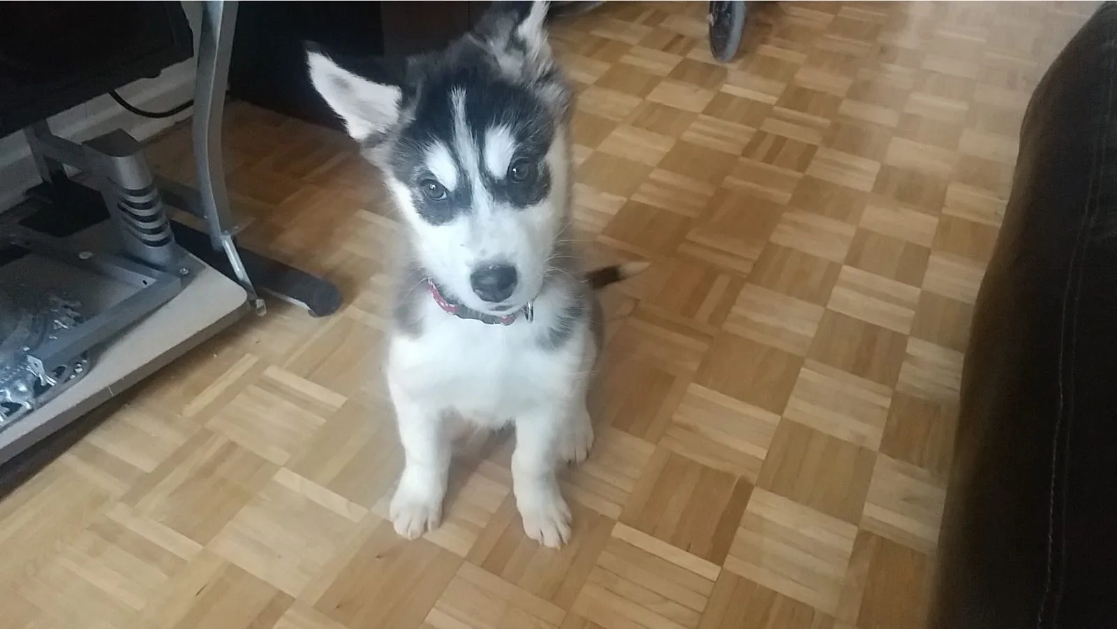 Black and white puppy sitting on a parquet floor