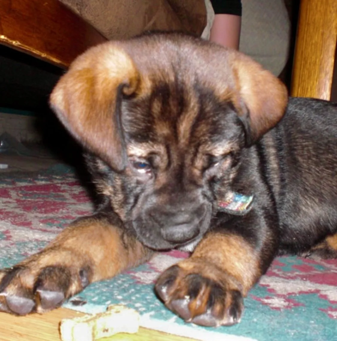 Brown puppy lying on a patterned rug