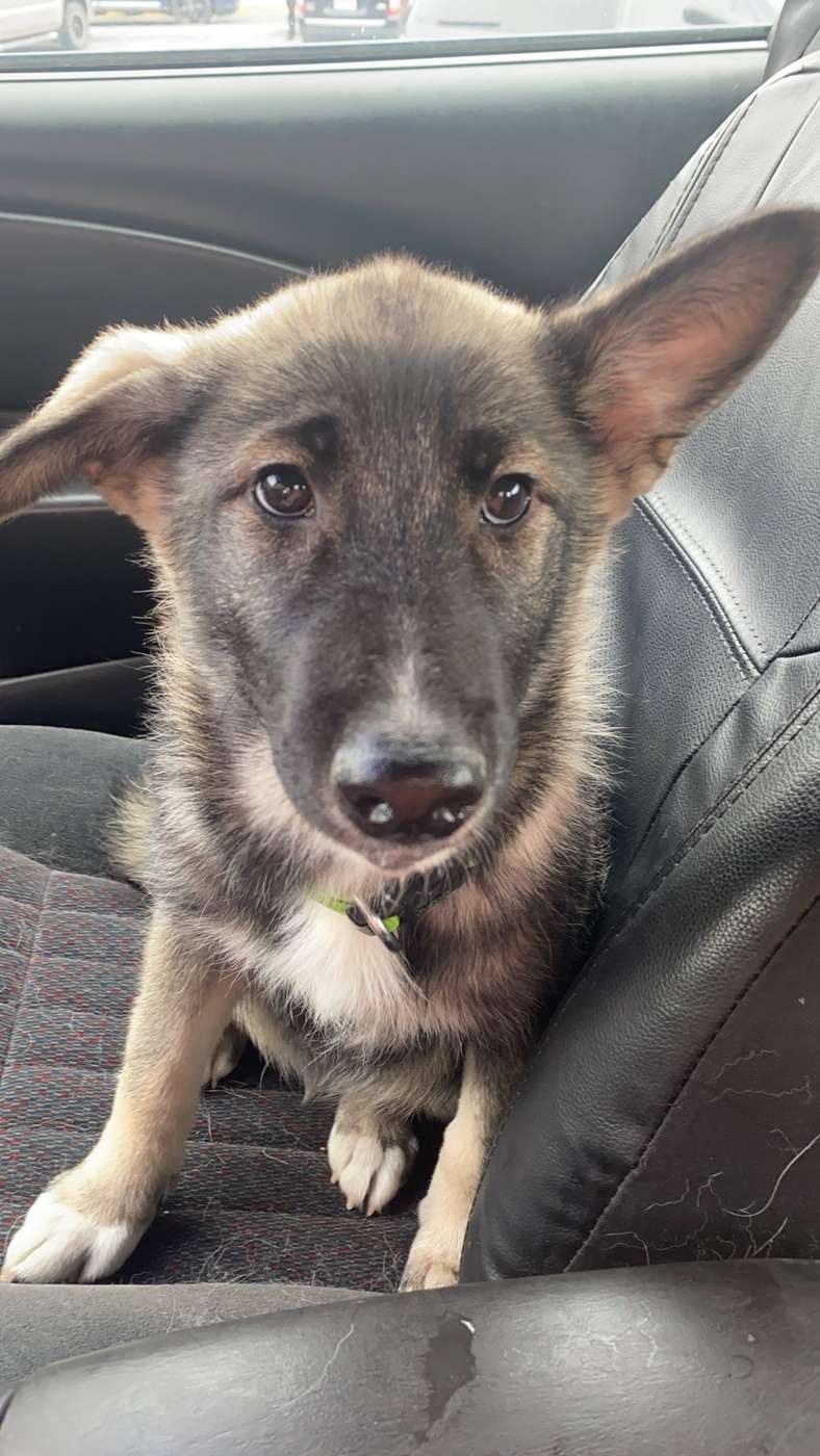 Stella