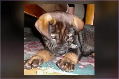 Stella, from the owner-supplied dog photo archive