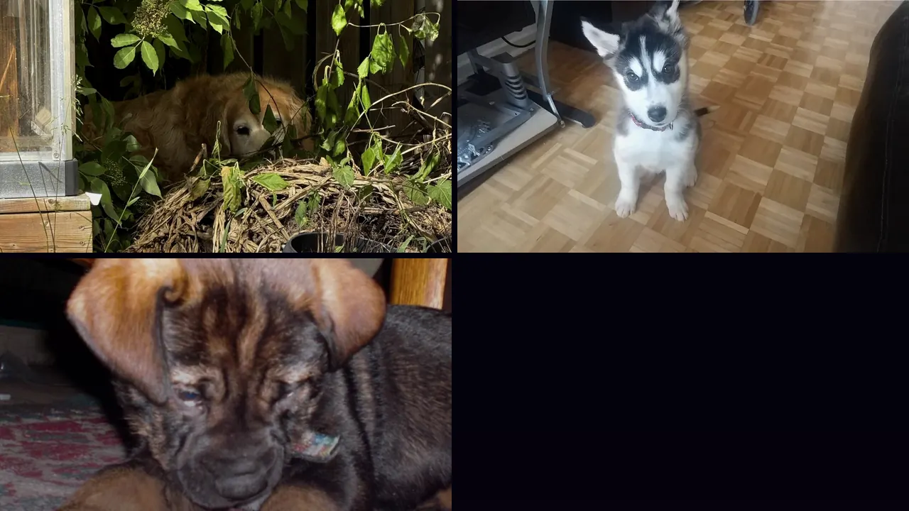 Three distinct supplied dog photographs without repeating duplicate payloads.